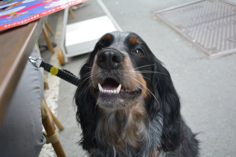 Lou the English Cocker Spaniel