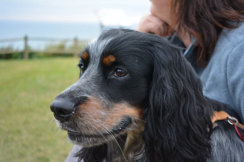 Lou the English Cocker Spaniel relaxing